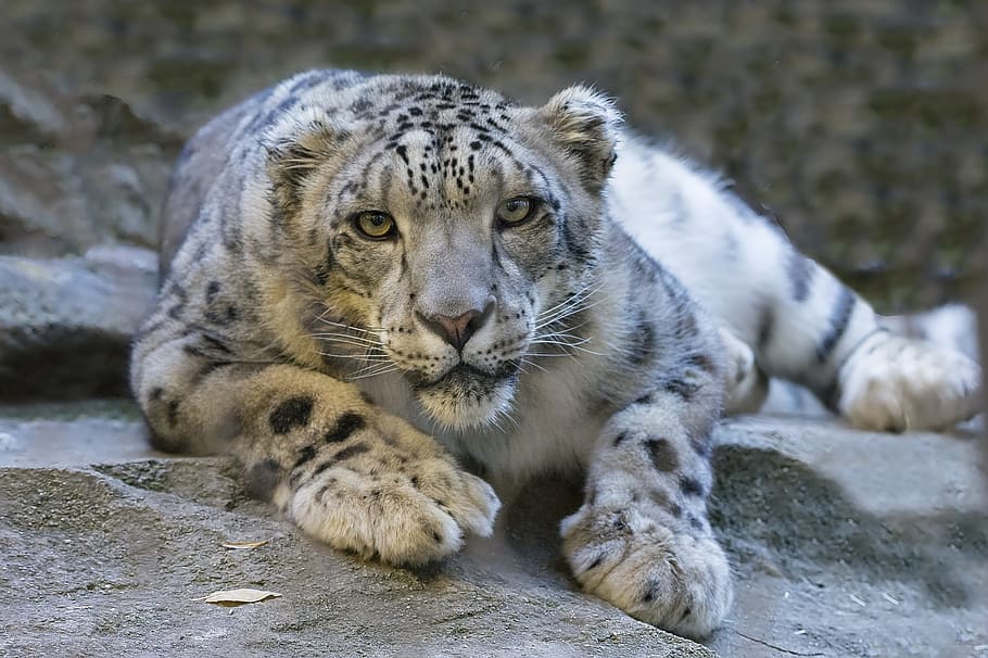 leopard on rock, snow leopard, reclining staring, ground, looking, feline, big, cat, animal, wildlife