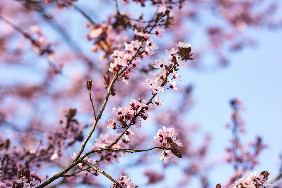 flowers, flora, blue sky, blooming, spring, blossom, twig, branch, Pink, flower