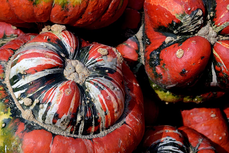 four red pumpkins, pumpkin, gourd, bishop's cap, autumn, thanksgiving, decoration, harvest, halloween, decorative