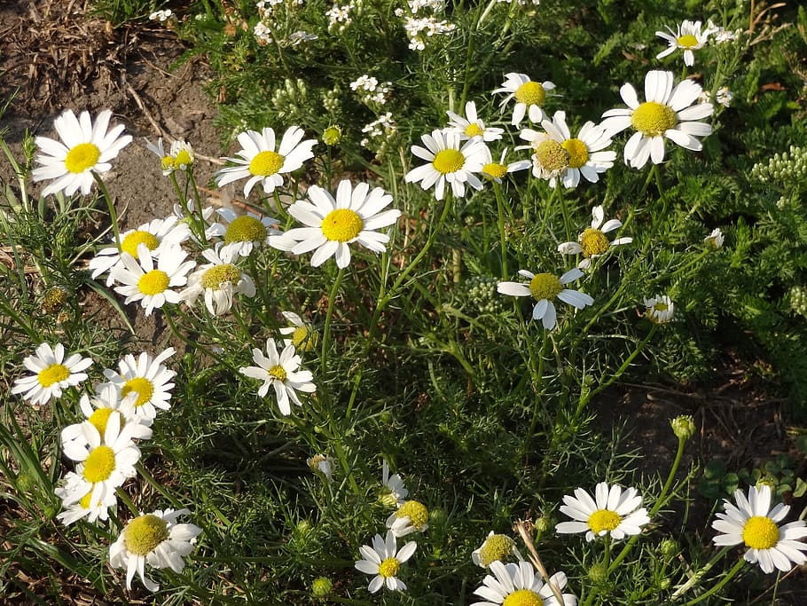 daisy, flower, white, nature, community, the leaves are, flowers, spring, daisies, aqil