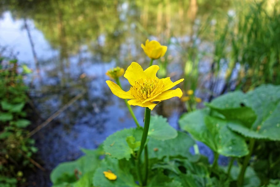 marsh-marigold, kingcup, flower, plant, blossom, blooming, caltha palustris, herbaceous, perennial, marsh