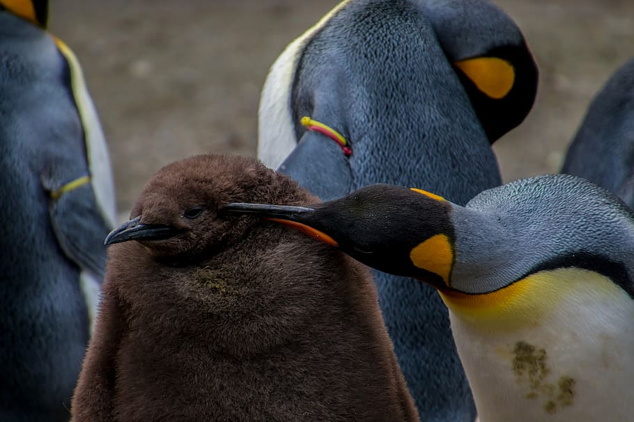 brown, black, penguins, emperor penguin, penguin, young penguin, baby, parents, concerns, concern