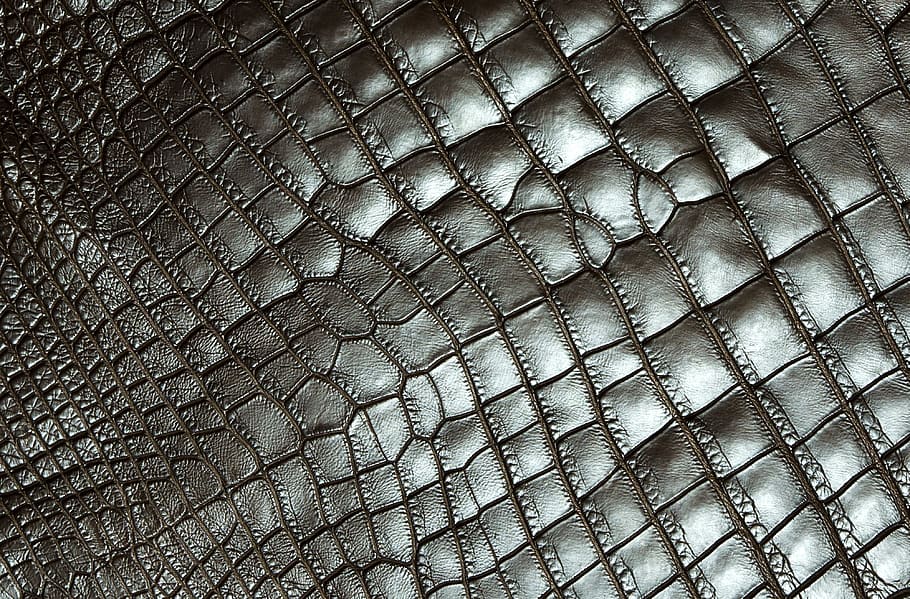 texture, carapace, reptile, tortie, full frame, pattern, backgrounds, close-up, textured, metal