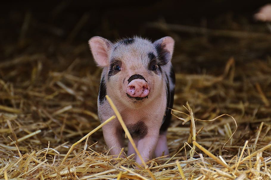 pink, black, piglet, walking, brown, hay, wildpark poing, baby, small pigs, cute