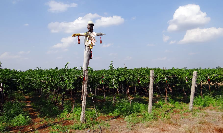 Vineyard, Grape Vine, Scarecrow, agriculture, farming, karnataka, india, farm, field, growth
