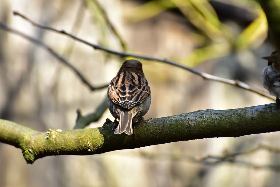 house sparrow, sparrow, bird, sperling, animal, nature, songbird, close, feather, sitting