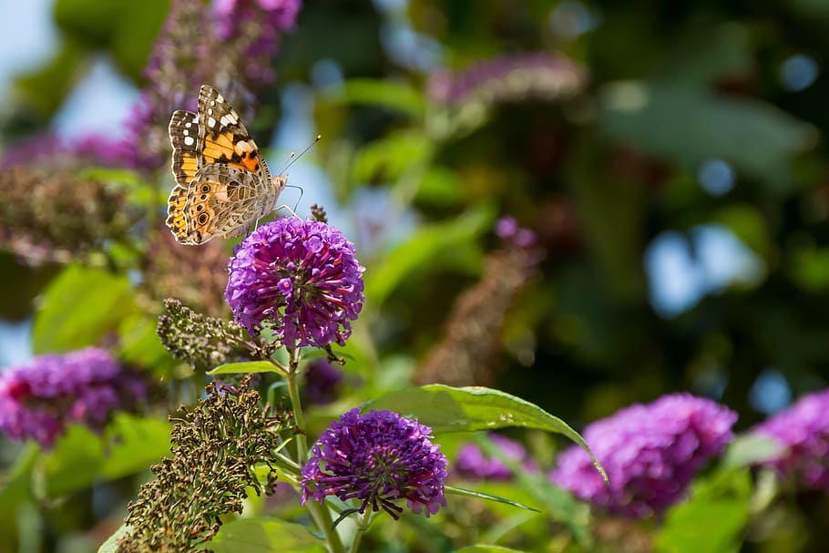 Flor, Insetos voadores, Borboleta, Asas, asas de borboleta, natureza, planta, roxo, close-up, verde Cor