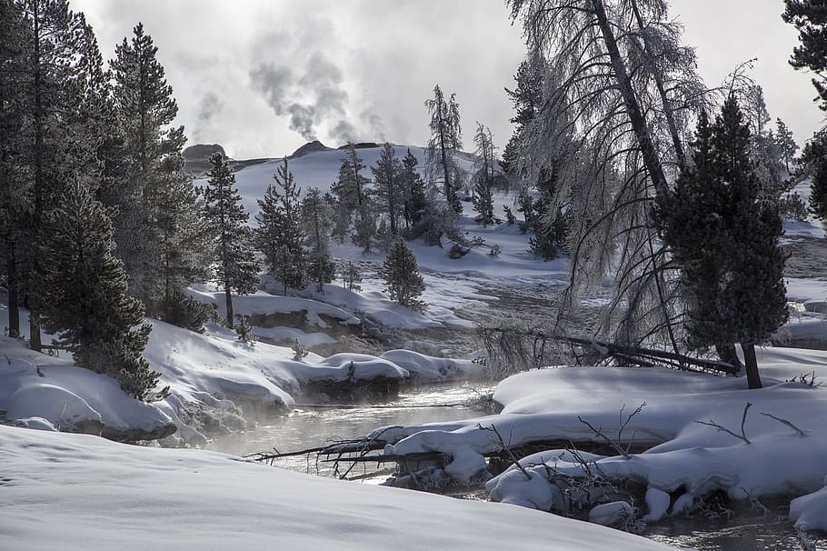 фото, река, в окружении, сосны, снег, пейзаж, национальный парк Йеллоустоун, Вайоминг, США, зима