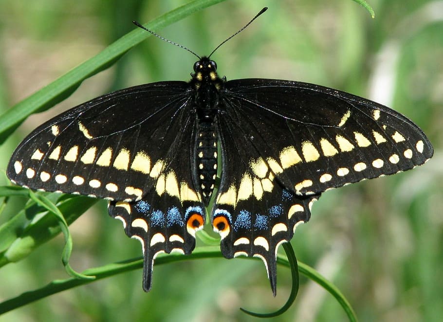 Eastern Black Swallowtail, american black swallowtail, parsnip butterfly, papilio polyxenes, close-up, moneymore, ontario, canada, insect, animal themes