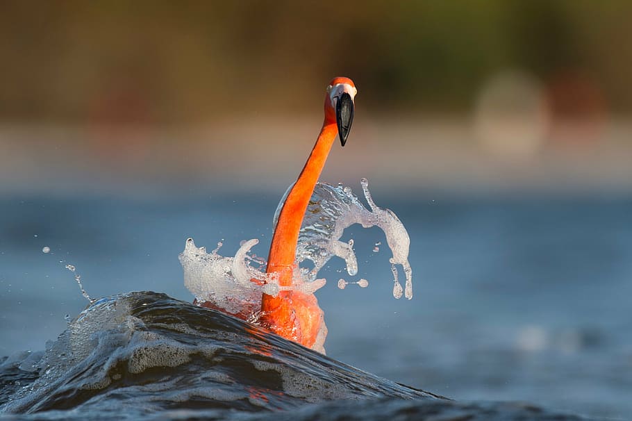 orange, bird, water surface, brown, white, pelican, sea, blue, water, long