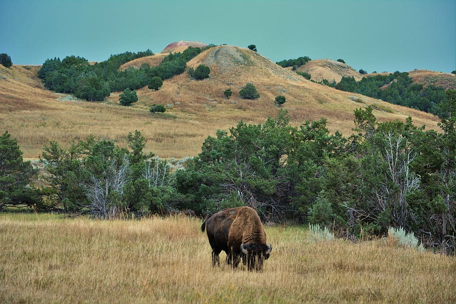búfalo, bisonte, badlands, dakota del sur, salvaje, animal, mamífero, parque, parque nacional, medio oeste