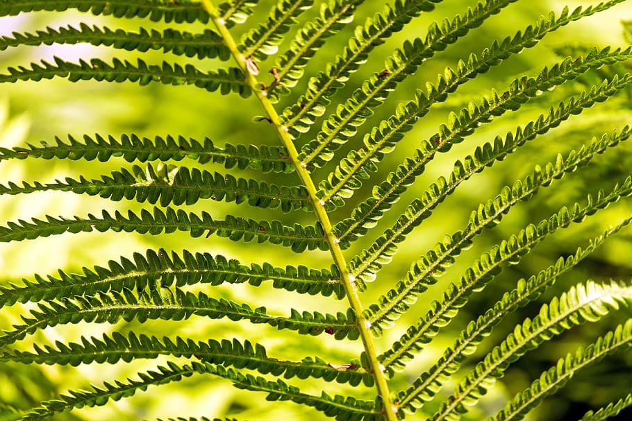 close-up photo, green, fern leaf, Fern, Green, Plant, Fiddlehead, fern, fern plant, leaf, green plant