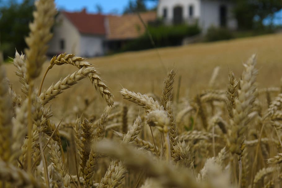 trigo, fondo, cerca, Agricultura, cultivo, planta de cereal, escena rural, granja, paisaje, campo