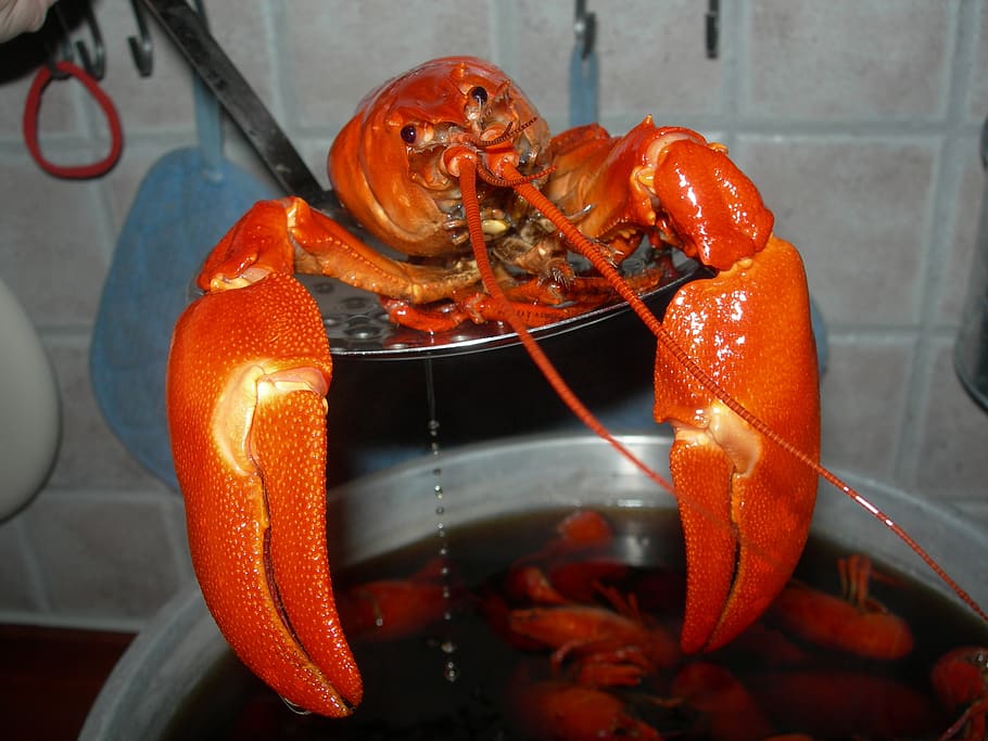canker, red, freshly boiled, crayfish party, chlorine, food and drink, crustacean, food, animal themes, animal