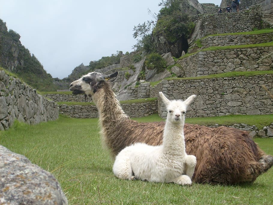 white, brown, sitting, grass, Llamas, Peru, Animals, Machu Picchu, wildlife, wild
