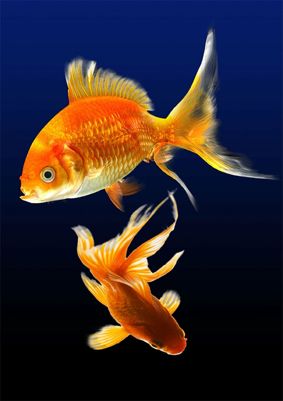 two, red, gold fish, fish, aquarium, water, underwater, sea life, one animal, swimming
