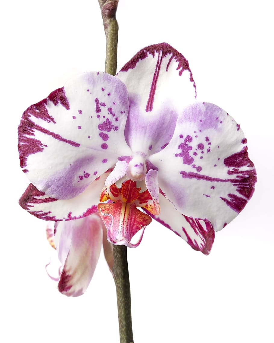 Blanco, púrpura, flor de orquídea, fotografía de primer plano, Phalaenopsis, orquídea, orquídea Phalaenopsis, tropical, flor, rayas