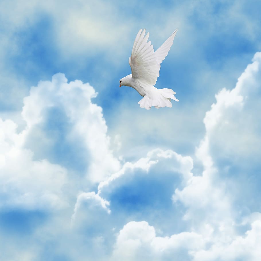 branco, pomba, voador, céu, paloma, pássaro, nuvens, fundo, pôr do sol, voando