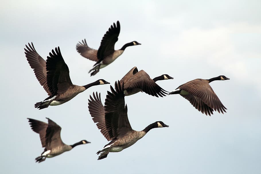 mallard ducks, flying, air, bird, fly, animal, beak, sky, clouds, flock
