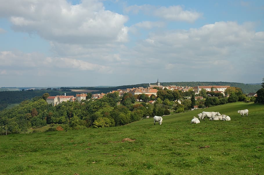 burgundy, france, village, middle ages, hill, cows, pasture, domestic, plant, domestic animals