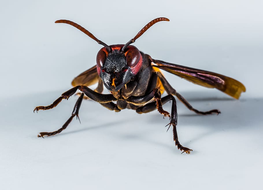 Hornet, Wasp, Insect, Close, animal, nature, macro, close-up, pest, wildlife