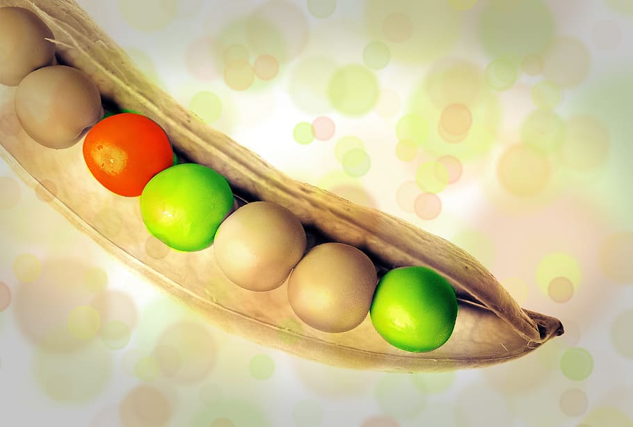 green, red, brown, beans illustration, peas, pea pod, vegetables, food, pod, sleeve