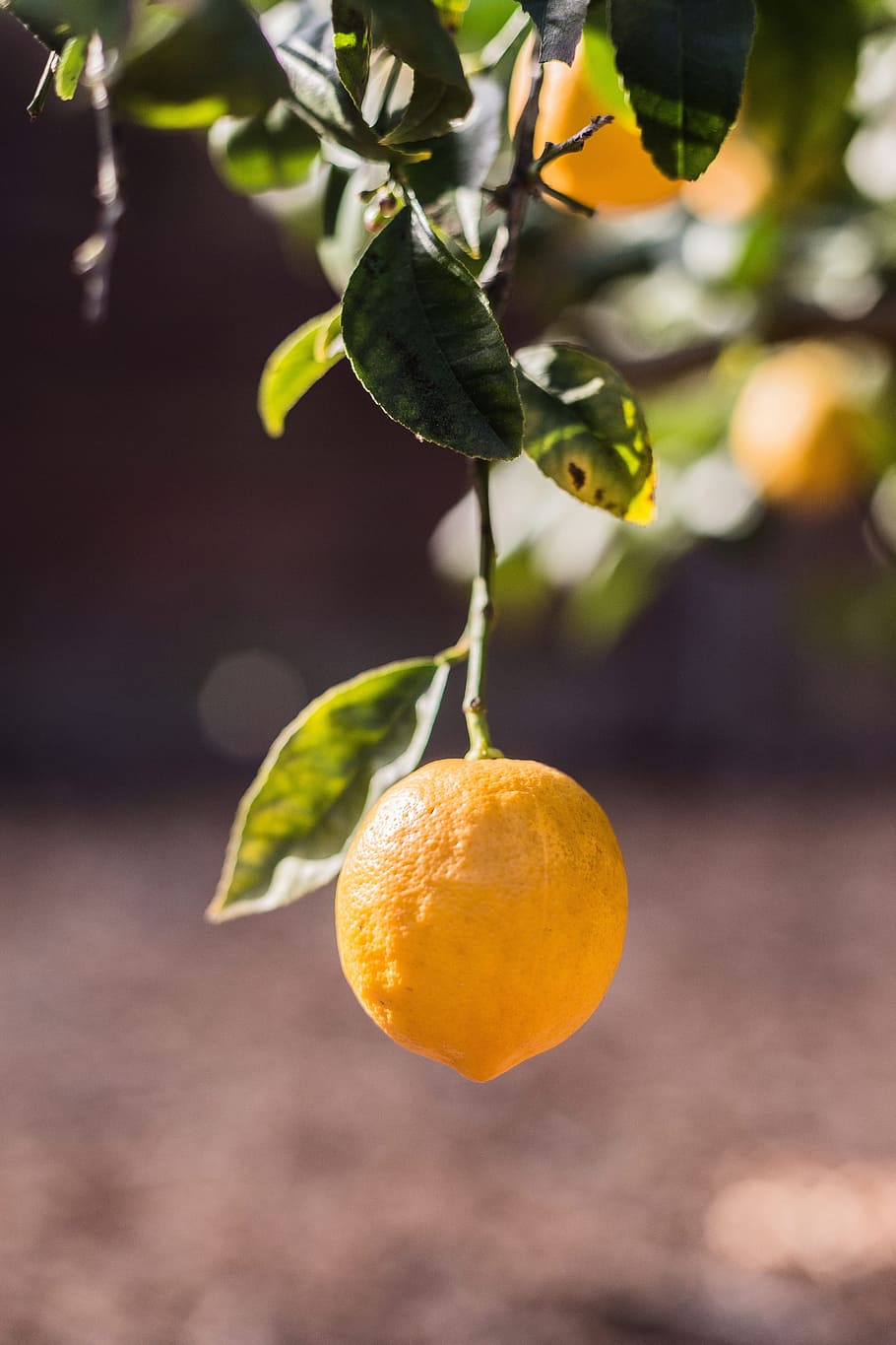 lemons, trees, fruits, fruit, food, food and drink, healthy eating, freshness, citrus fruit, focus on foreground