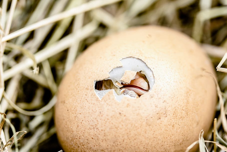 hatching egg, nest, brown egg, hatching chicks, egg shell break, bill, egg, poultry, hatching, chicken