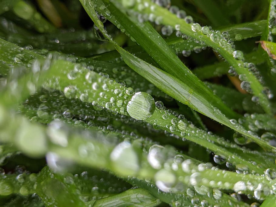 The plant wet. Wet Plants.