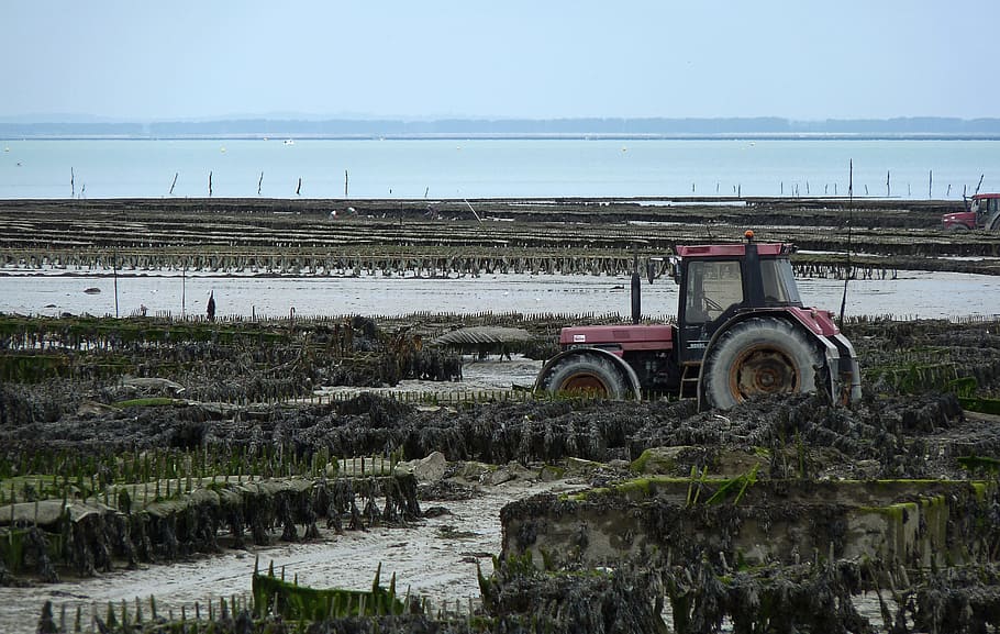 Brittany, Cancale, Tractor, Oysters, oyster, water, outdoors, day, nature, field