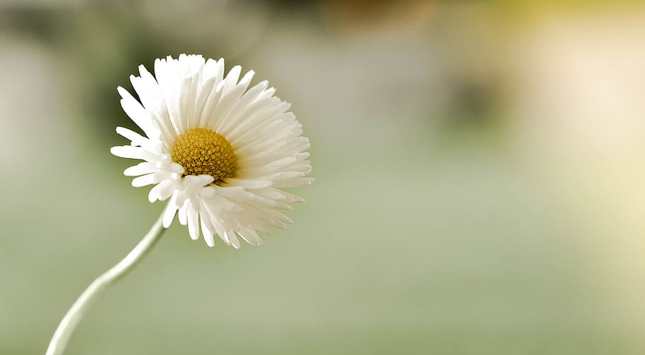 branco, pétala, flor, mudança de inclinação, lente, fotografia, margarida, flor pontiaguda, branco-amarelo, natureza