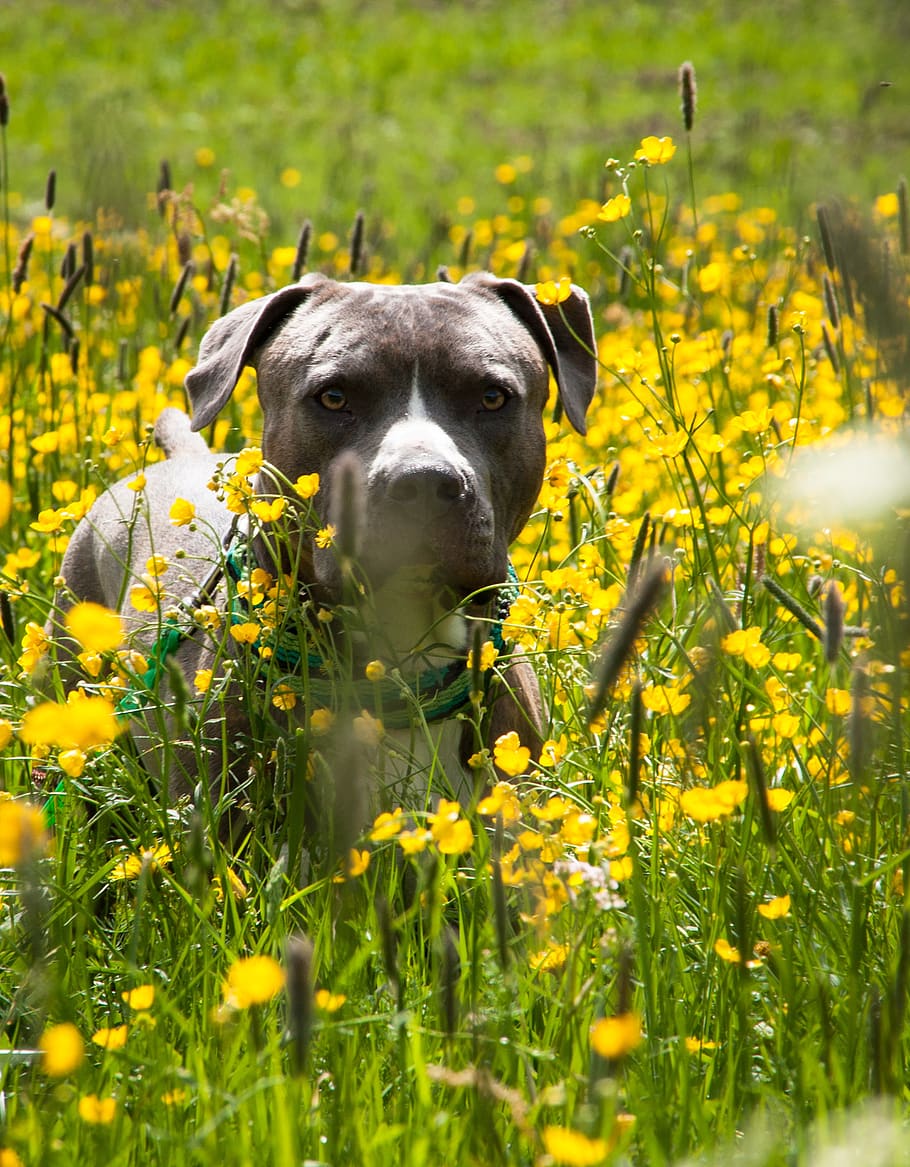 dog, meadow, amstaff, terrier, pitbull, green, yellow, pasture, herbs, head