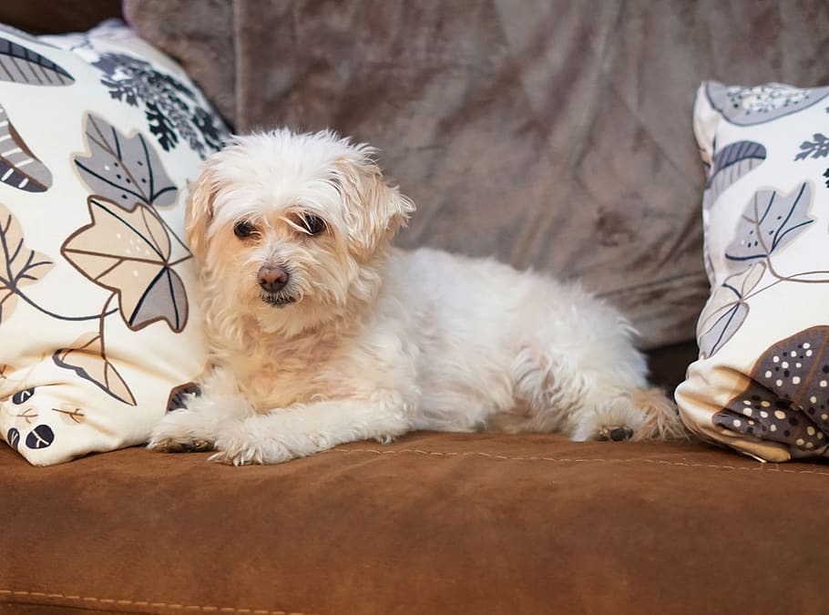 bichon frise poodle mix, dog, companion, friendly, confident, low shedding coat, canine, domestic, pets, domestic animals