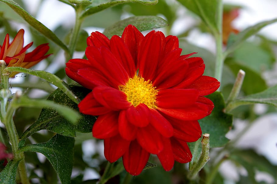 Fotos flor de margarita roja libres de regalías | Pxfuel