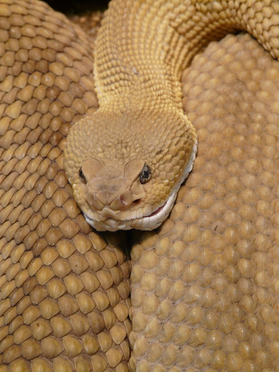 closeup, brown, snake, basilisk rattlesnake, rattlesnake, viper, pit viper, gift, toxic, risk