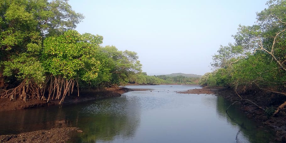 calma, aguas, manglares, curado, día, especies de manglares, raíces aéreas, bosque de mareas, india, arroyo