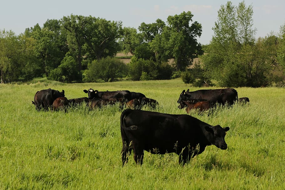 農場, 牛, 農業, 黒, 動物, 田舎, 家畜, 牧草地, 牛肉, 草
