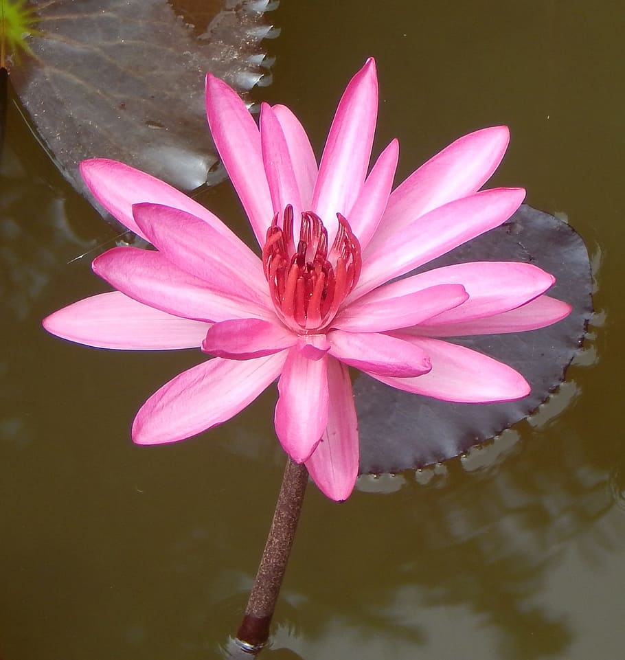 lily, water lily, red water lily, lal shapla, lal kamal, raktakamal, nilofar, nymphaea rubra, nymphaeaceae, nymphaea rosea