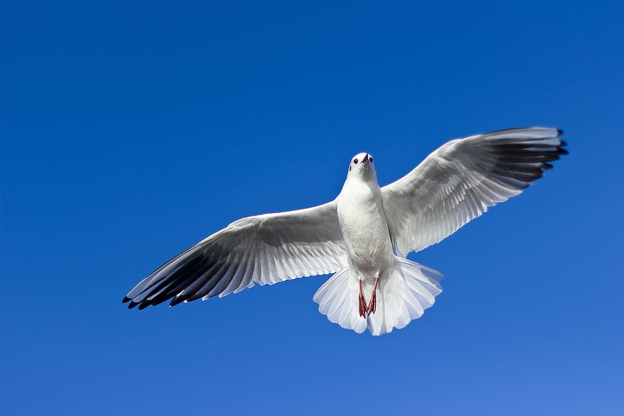 white, dove, flying, blue, sky, seagull, bird, fly, wildlife, flight