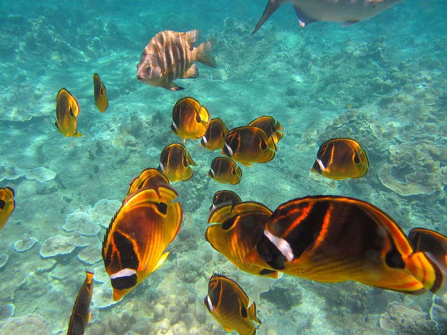 Fish, School, Snorkeling, Nature, Marine, fish, school, coral, ocean, underwater, animal themes