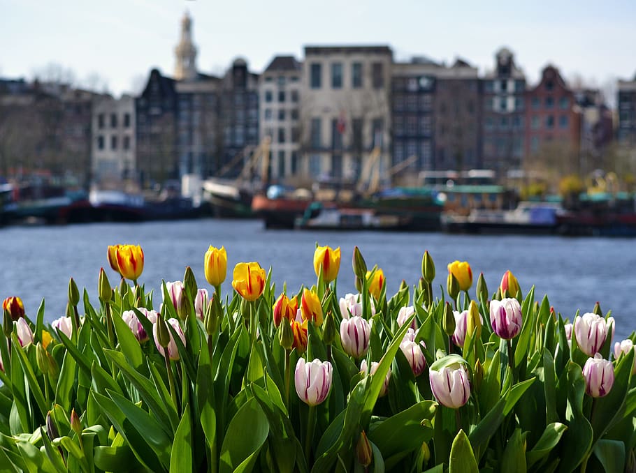 amsterdam, tulip, holland, bunga, belanda, warna-warni, mekar, musim semi, tanaman berbunga, menanam
