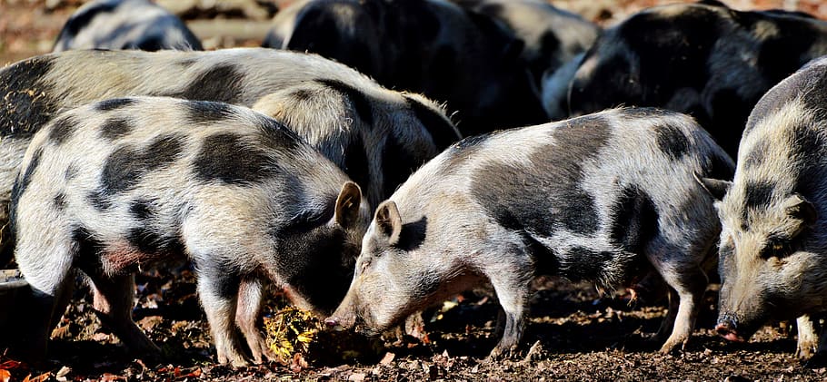 herd, gray, black, hogs, pot bellied pig, pig, piglet, young animal, sow, livestock