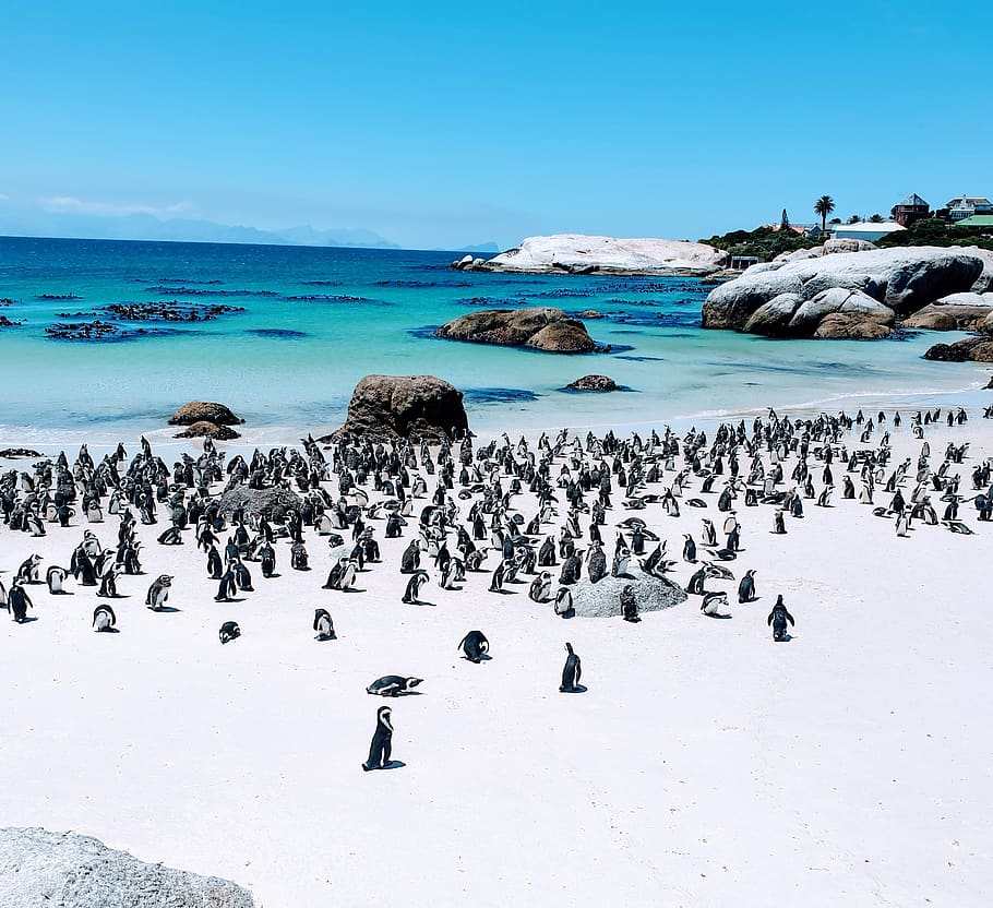 south africa, penguins, boulders beach, animal, beach, beauty in nature, sky, sea, winter, water