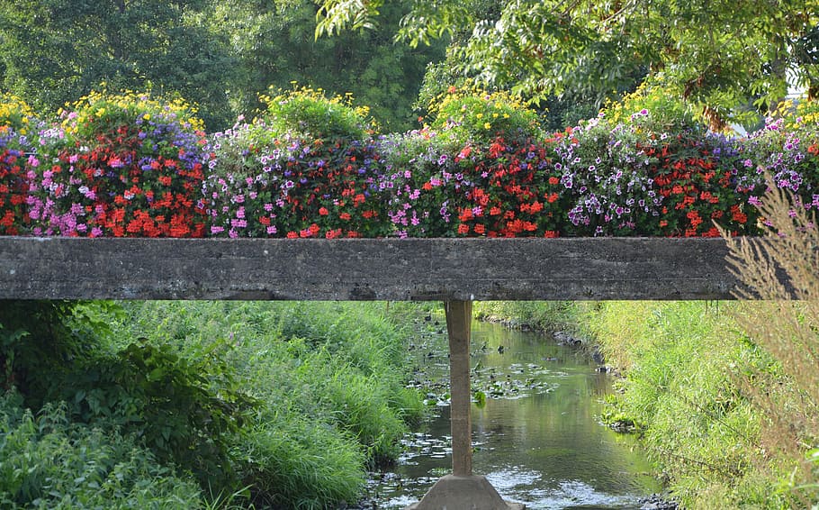 bridge fleuri, river the guyoult, dol de bretagne, tourist town, flowers, plant, growth, flower, flowering plant, nature
