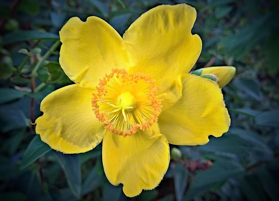 blossom, bloom, finger shrub, bush, garden, gold yellow flower, yellow pollen tubes, bright, blossomed, close up