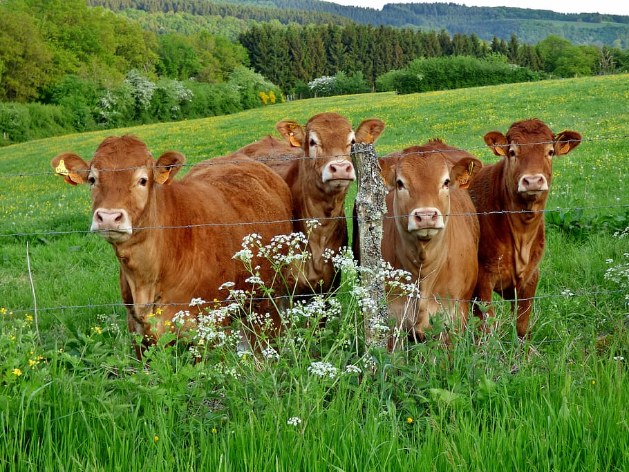 farm, Cows, Luxembourg, animals, domestic, livestock, moo, cow, cattle, rural Scene