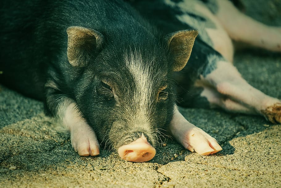 pot bellied pig, pig, piglet, animal, young animal, bristle cattle, livestock, tired, peaceful, lazy