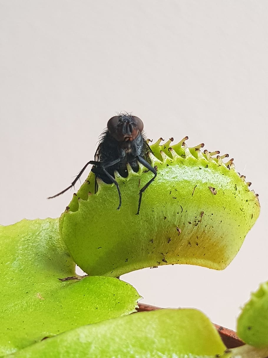venus fly trap, fly, carnivorous, insects, trap, carnivores, plant, nature, insect, animal wildlife