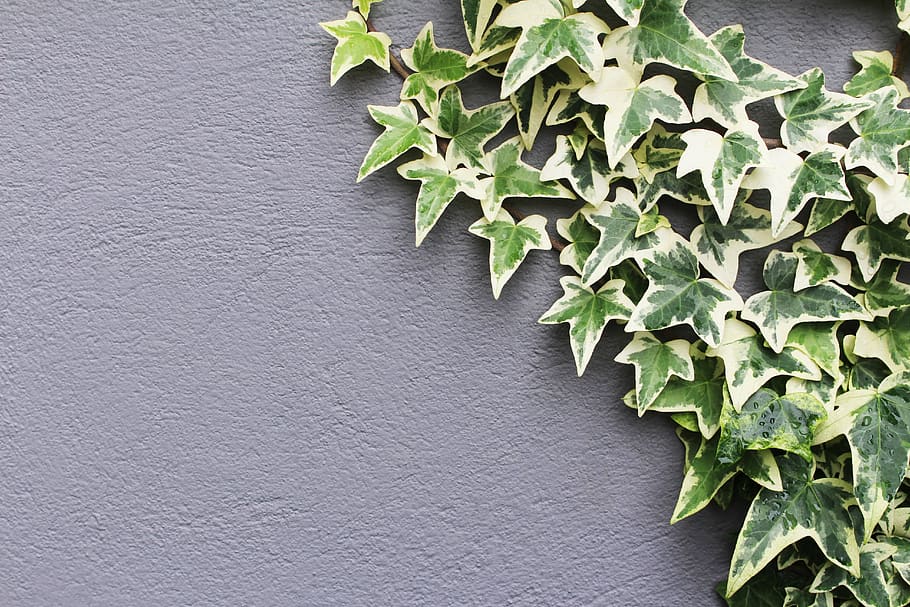 ivy, hedera helix, leaves, hedera, nature, leaf, plant, grey, gray, wall