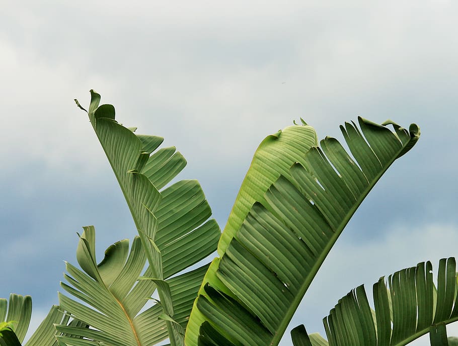 verde, hojas, nublado, día, rasgado, en forma de abanico, strelitzia, gigante, plátano silvestre, subtropical